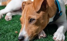 Krave til hunde: sådan vælger du den rigtige løsning