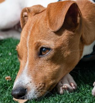 Krave til hunde: sådan vælger du den rigtige løsning